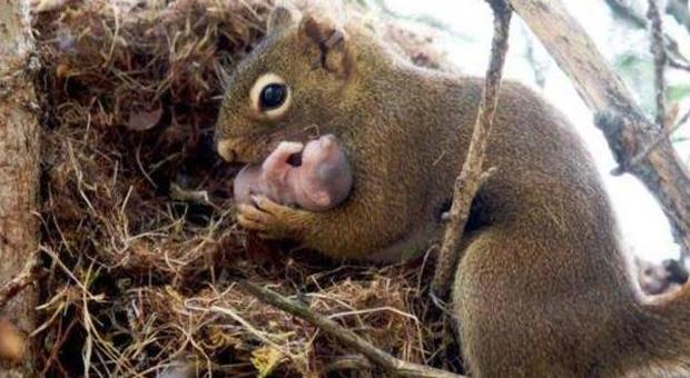 Mamma scoiattolo e il suo piccolo
