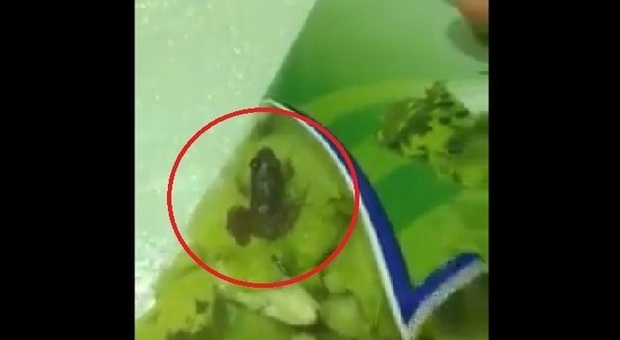 Trova una rana viva nell'insalata e mette il video su Fb. Il Web: «Di sicuro è fresca»