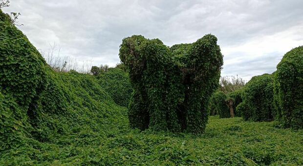Salento, la xylella distrugge gli ulivi, una pianta li trasforma in maestosi elefanti di foglie
