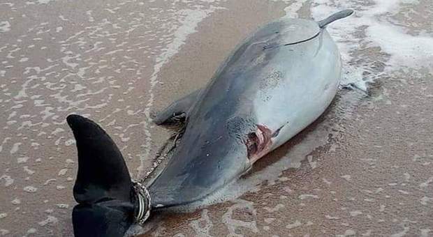 Trova un delfino morto in spiaggia e tenta di farlo a pezzi: rischia il linciaggio