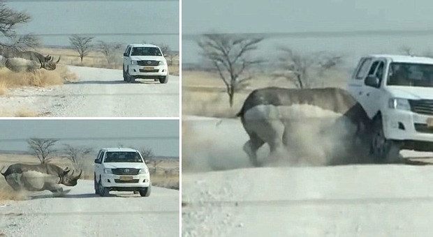 L'attacco del rinoceronte