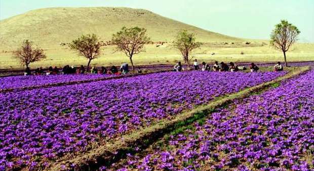 Afghanistan, ex soldatesse missionarie dello zafferano: agricoltori convinti ad abbandonare il papavero da oppio