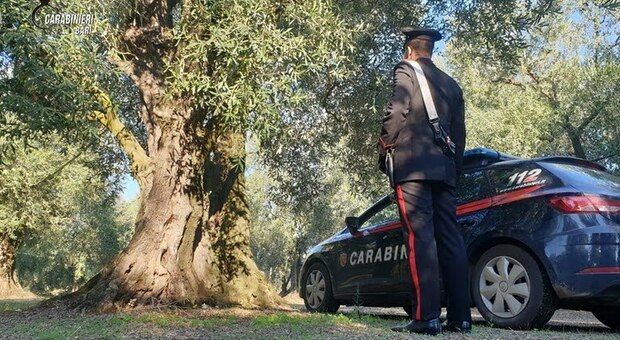 Allarme furti nelle campagne: rubati 170 alberi di ulivo, razzia a Palo del Colle