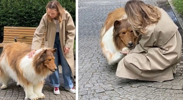 Spende 13mila euro per trasformarsi in un cane: «I miei amici non lo sanno, penserebbero che sono strano»
