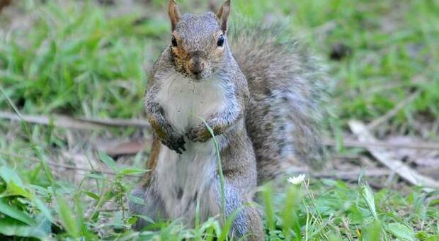 Gli scoiattoli riciclano i nutrienti che assumono per sopravvivere al letargo in inverno
