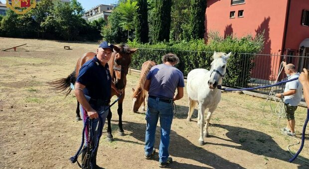 Roma, cavalli fuggono dal maneggio: la polizia li ritrova nel parco giochi per bambini