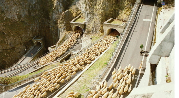 Padova invasa da un gregge di mille pecore: è la festa della tosatura