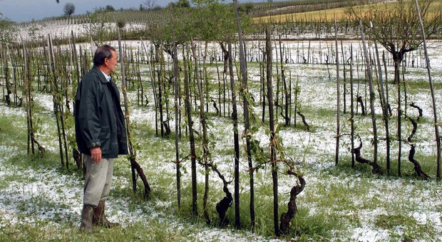 Grandine e forte vento: distrutte le coltivazioni del Veronese. E per le vigne è tutto da vedere