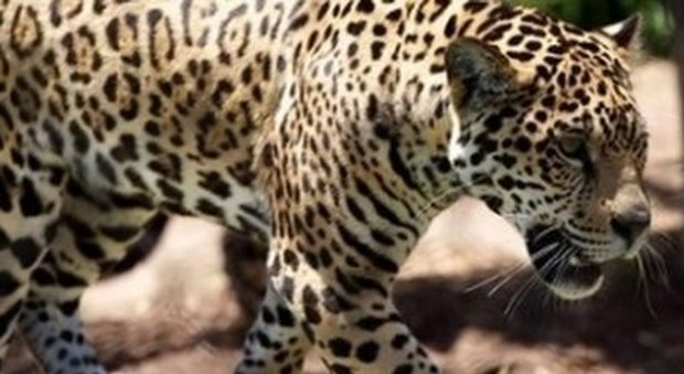 Bimbo di due anni sbranato da un leopardo: «Aggredito nel sonno», dramma in un parco