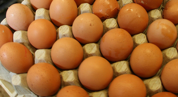 Sequestrate oltre un milione di uova: difformità e violazioni, sanzioni per 10mila euro