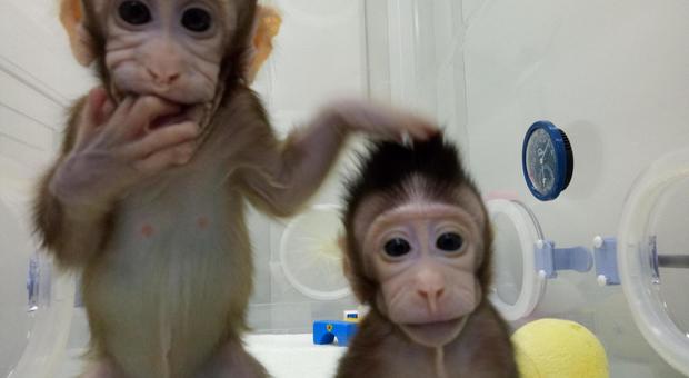 Clonate cinque scimmie malate di insonnia: serviranno a studiare ansia, diabete e tumori