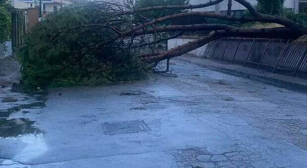 Maltempo, danni in tutta la Campania: cadono alberi nel Napoletano