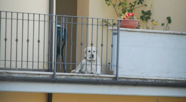 Cane legato con una catena sul terrazzo cerca di fuggire e muore impiccato, choc a Lecce: denunciata la proprietaria