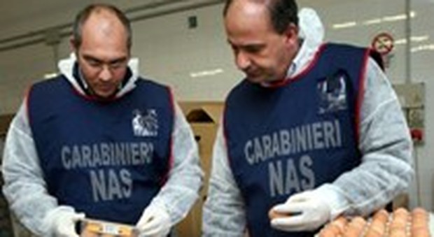 Uova al Fipronil, blitz dei Nas nel Centro Italia: sequestrate 15mila galline a Viterbo e Ancona