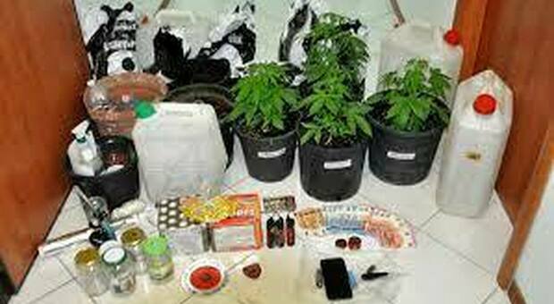 Piantine di marijuana coltivate in una villa disabitata: a processo