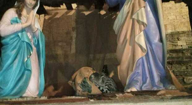 Narni, nel presepe del Duomo il Bambinello non è ancora arrivato: un gattino prende il suo posto sulla paglia e si ripara dal freddo