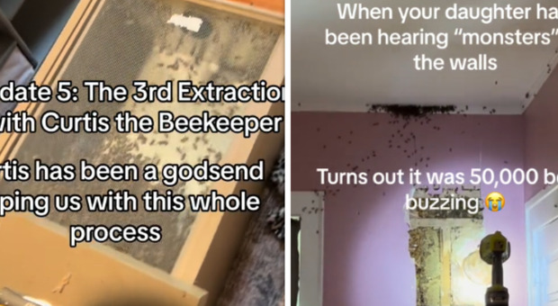 Bambina di 3 anni vede «i mostri nel muro»: erano 60mila api nascoste tra le intercapedini VIDEO