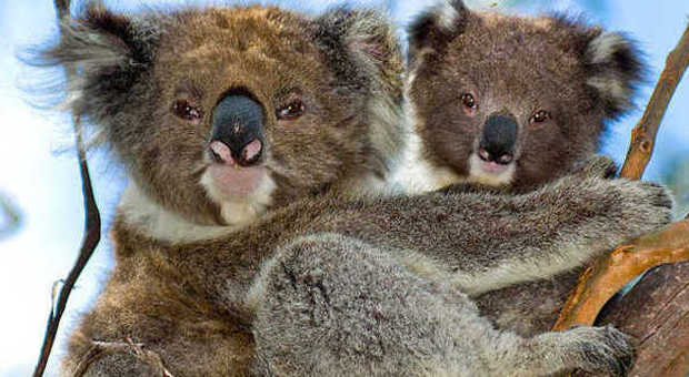 Koala a Cape Otway