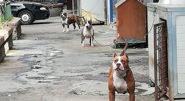 Catene di un metro in strada per Pitbull e Rottweiler, la denuncia