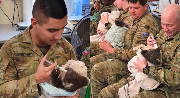 Soldati australiani si prendono cura dei koala nel loro tempo libero: la foto è virale