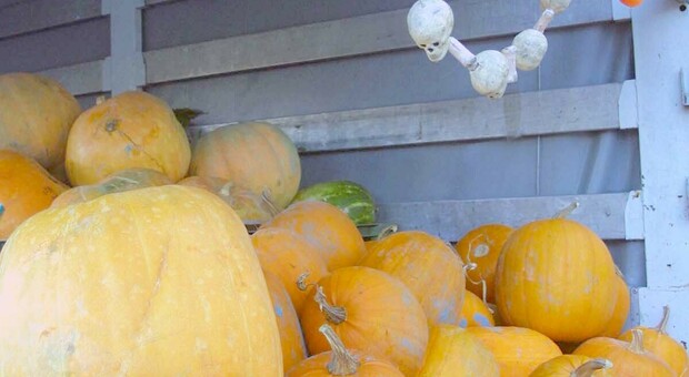 Halloween, poche zucche: 30% in meno a cusa del clima pazzo