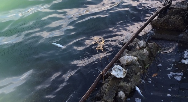 Napoli, lago d'Averno: idrogeno solforato nelle acque provoca moria di pesci