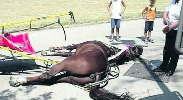 Cavallo morto alla Reggia di Caserta: al via il processo contro la vetturina