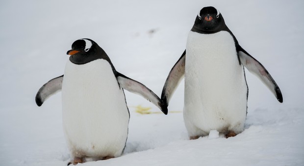 Oggi è la giornata mondiale dei pinguini: "Rischiano l'estinzione a causa dell'uomo"