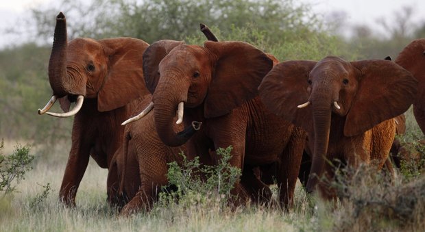 Caccia agli elefanti, Trump riabilita i trofei degli americani: potranno portarli in Usa
