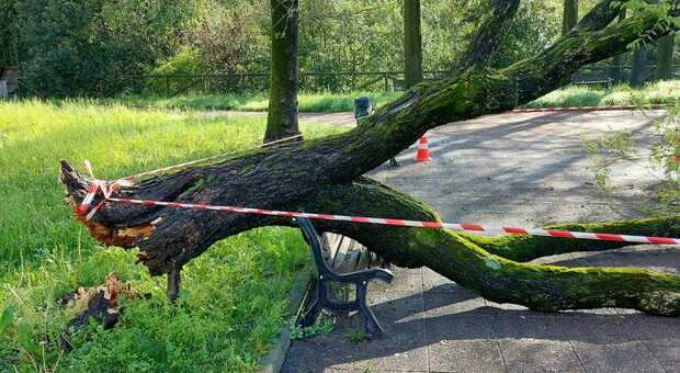 Maltempo: albero si spezza e cade, distrutta la panchina. Per fortuna nessuno era seduto lì