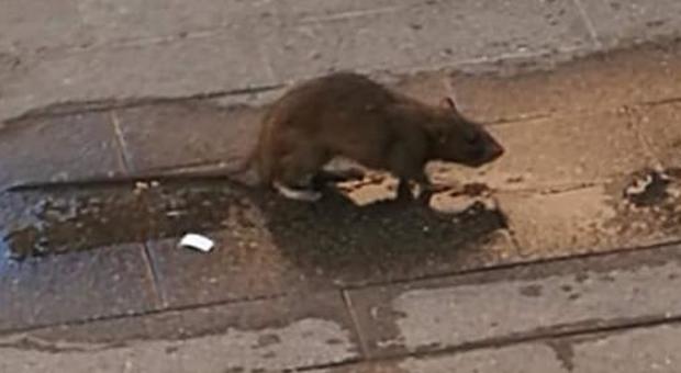 Pesaro, ragazzini tentano di salvare un topo dalle sassate: Enpa li premia