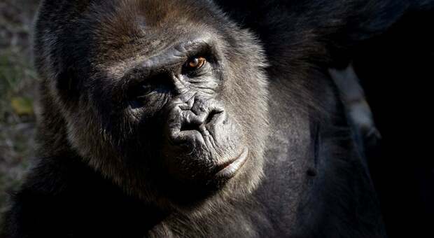 Il famoso gorilla Choomba di 59 anni viene soppresso allo zoo americano di Atlanta a causa del deterioramento della sua salute