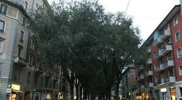 Milano, corteo di cittadini in via Mac Mahon: "Non tagliare quegli alberi"