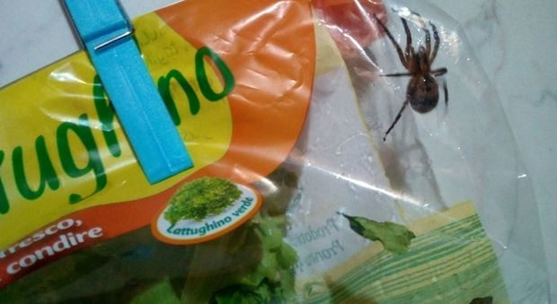 Apre l'insalata in busta e la mangia, poi le grida: dentro c'è un ragno vivo di 7 cm