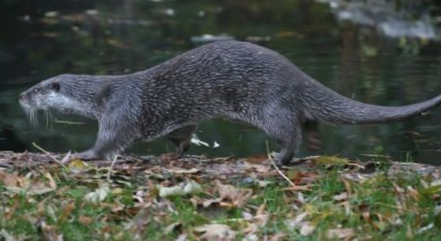 La lontra torna nel Parco Nazionale d'Abruzzo dopo 40 anni