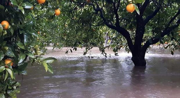 Calabria, stato di calamità naturale dichiarato per 6 volte in 5 anni: «Ma i soldi agli agricoltori mai arrivati»