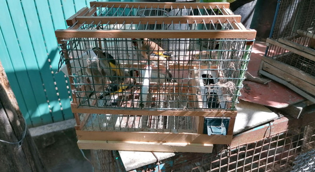 Angri, liberati otto cardellini e quaglie detenuti illecitamente nelle gabbie