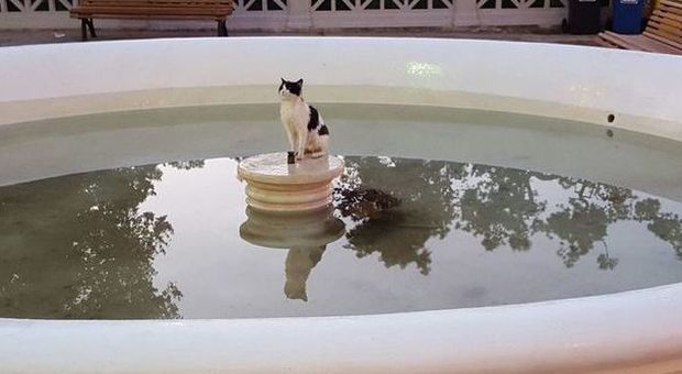 Gatto lanciato nella fontana: salvato dai volontari di un'associazione animalista