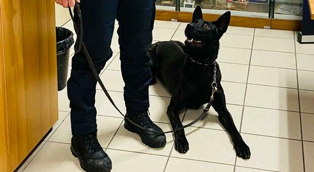 Luke, il pastore olandese assunto come cane antidroga dalla polizia locale di Treviso