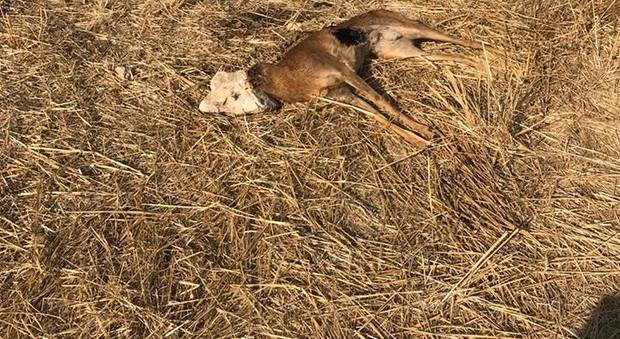 Orrore a Sulmona, Bambi catturato e decapitato senza un perchè