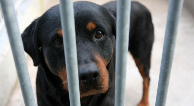 Verona. Aveva lasciato per giorni quattro cani in casa nella sporcizia: denunciato per abbandono di animali (foto d'archivio)