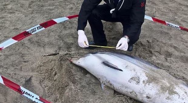 Allarme a Fregene: altri due delfini trovati morti sulla spiaggia
