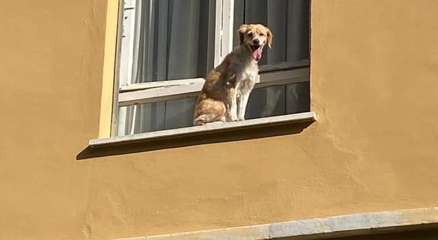 Perugia, cane per ore sul davanzale: arrivano i vigili del fuoco