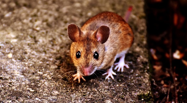 Invasione di topi sulle montagne del Friuli Venezia Giulia (Foto da Pixabay)