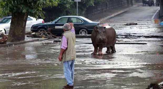 Inondazione a Tbilisi, molte le vittime. Allagato lo zoo: strage di animali, fuggi fuggi per le strade