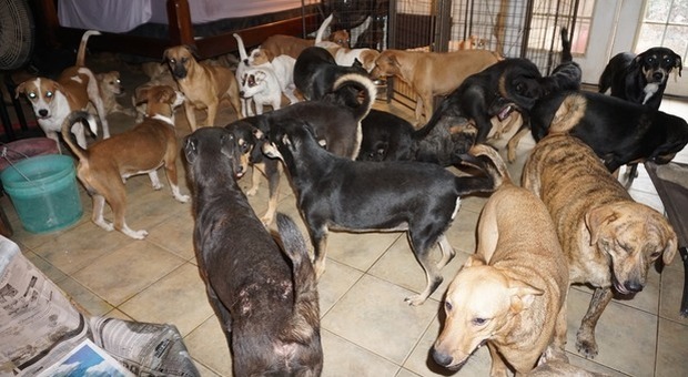 Uragano Dorian, la donna che ha accolto in casa 97 cani per salvarli dalla tempesta