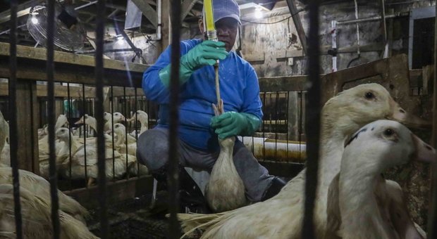 New York mette fuori legge il foie gras: mille dollari di multa e un anno di carcere