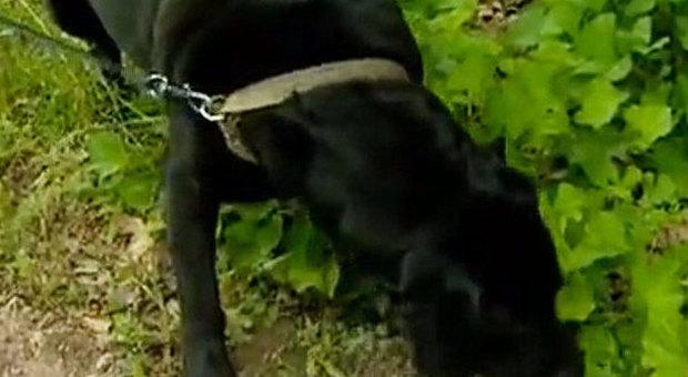 Neonata salvata da un cane: Bobby attira il padrone nel bosco e fiuta un fagotto | Video
