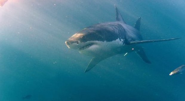 Surfista attaccato da uno squalo, muore sulle coste della California
