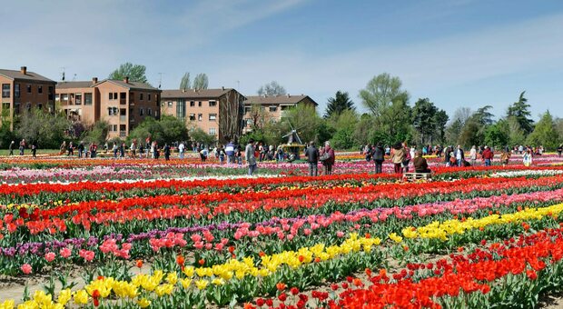 La Puglia come l'Olanda: nasce il mega parco di tulipani